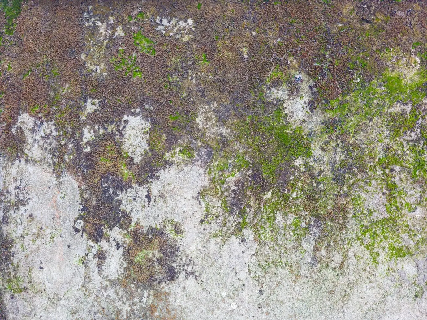 A house wall covered in wet moss